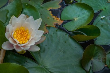 Beyaz lotus parlak ve ferahlatıcı sabah sunsh çiçek açtı