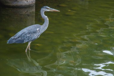 bataklıkta karanlık suya yansıyan flamingolar.