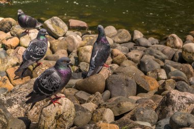 Birçok güvercin nehrin yanında duruyor..