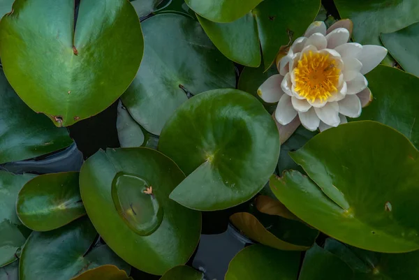 White Water lily, Lotus or Water Lilies flowers  pond with water — Stock Photo, Image