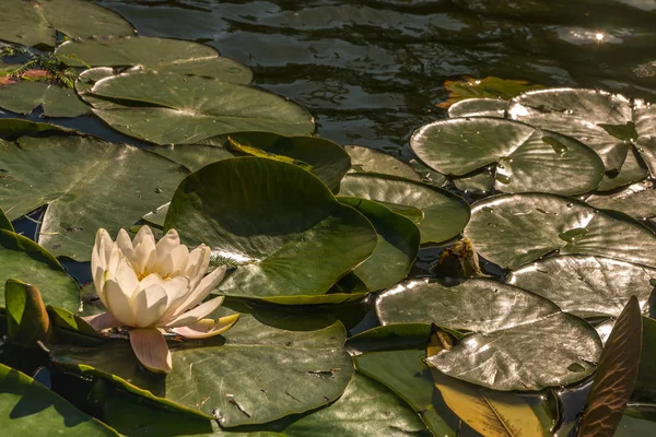 Lirio de agua blanca, Loto o lirios de agua flores estanque con agua — Foto de Stock