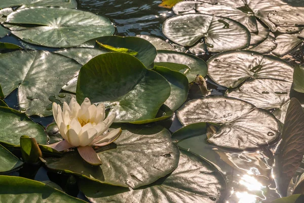 Lirio Lotuswater estanque con gotas de agua en las hojas flotantes — Foto de Stock