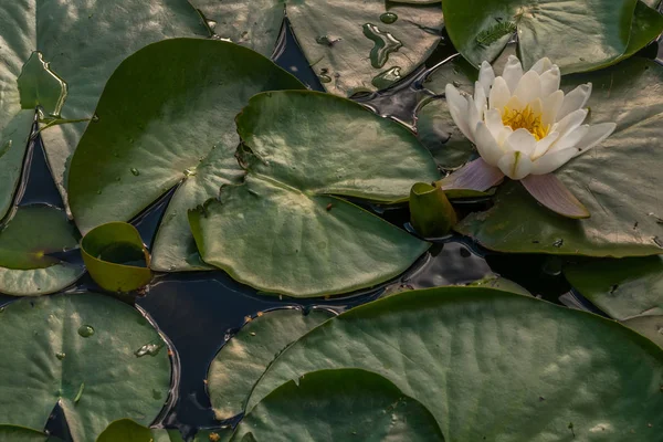 Bunga Lili Air Putih, Bunga Lotus atau Air Bunga Lili dengan air — Stok Foto