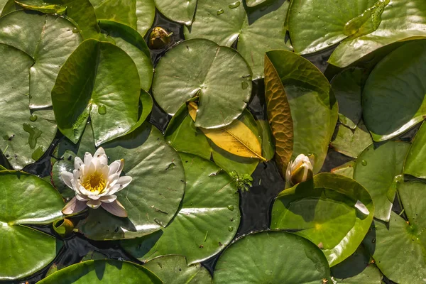 Kolam lily Lotuswater dengan tetesan air pada daun mengambang — Stok Foto
