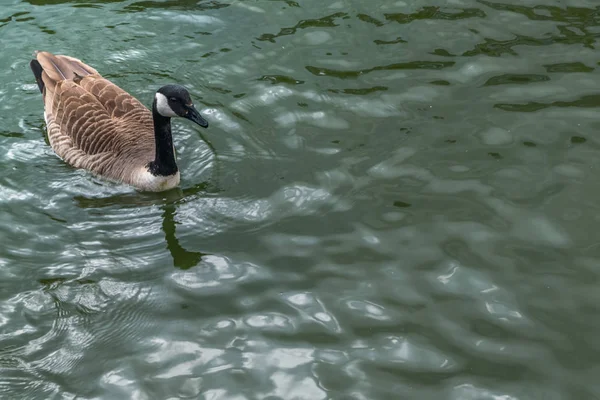 Mooie Canadese gans zwemmen op rustig bruin water. — Stockfoto