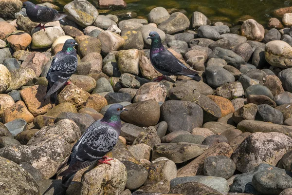 Muitos pombos estão junto ao rio . — Fotografia de Stock