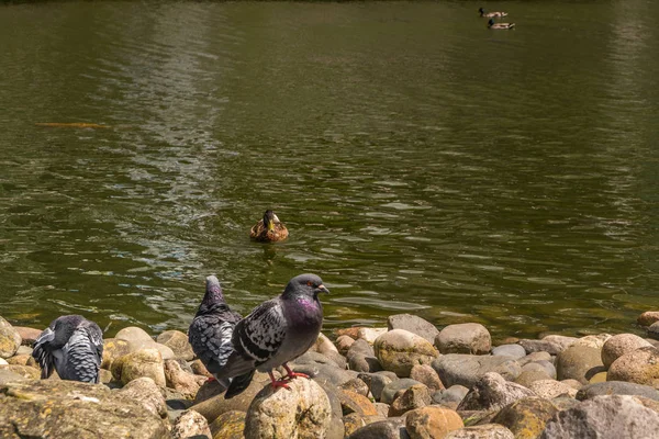 Багато голубів стоять біля річки . — стокове фото