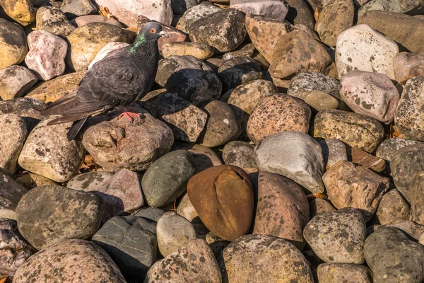 Pomba de pé sobre as rochas Em um dia ensolarado — Fotografia de Stock
