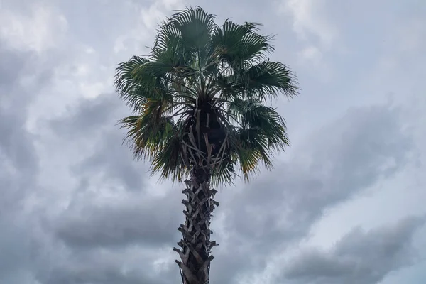Vista de la palma de Toddy y el cielo como fondo . —  Fotos de Stock