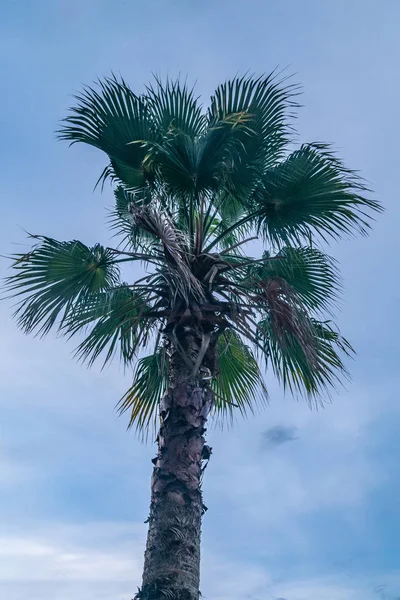 View of Toddy palm and the sky as the background. — Stock Photo, Image