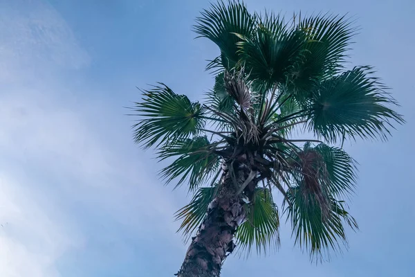 Toddy palmiye ve arka plan olarak gökyüzü görünümü. — Stok fotoğraf