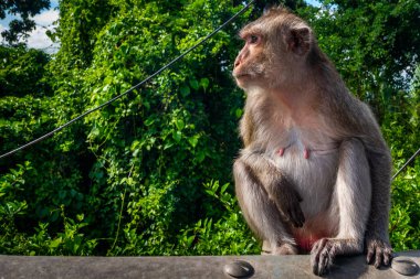 Maymun atmosferin tadını çıkarıyor.