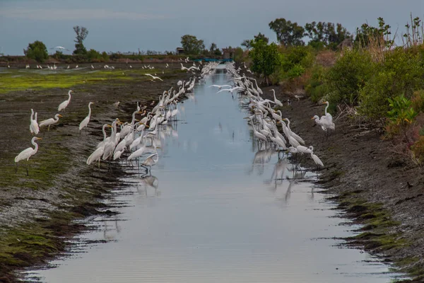 Birçok büyük beyaz Egret (Egretta Alba) deniz kıyısında durdu.