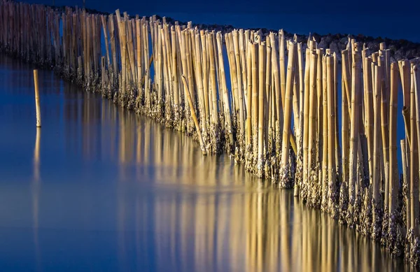 Línea de protección contra las olas forestales de manglares en el crepúsculo en Bang K —  Fotos de Stock