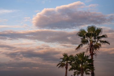 Toddy palmiye veya Kamboçya palmiye ve güzel gökyüzü görünümü ba olarak