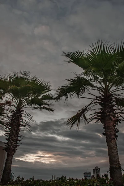 Vista de la palma de Toddy o la palma camboyana y el hermoso cielo como la ba —  Fotos de Stock