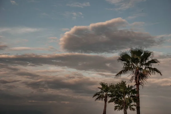 Vista de la palma de Toddy o la palma camboyana y el hermoso cielo como la ba —  Fotos de Stock