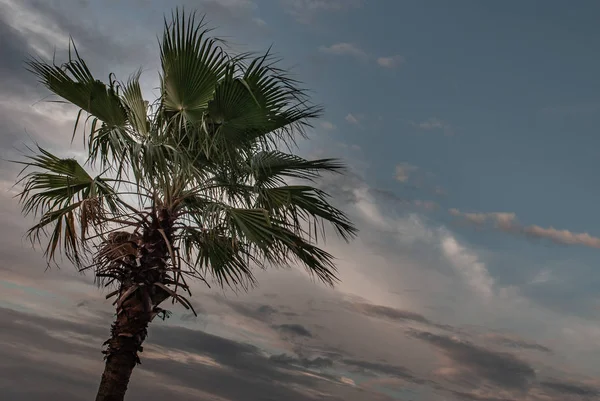 Vista de la palma de Toddy o la palma camboyana y el hermoso cielo como la ba —  Fotos de Stock