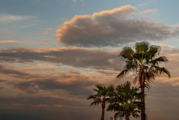 Vista de la palma de Toddy o la palma camboyana y el hermoso cielo como la ba —  Fotos de Stock