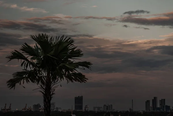 Uitzicht op Toddy Palm of Cambodjaanse Palm en prachtige hemel als de BA — Stockfoto
