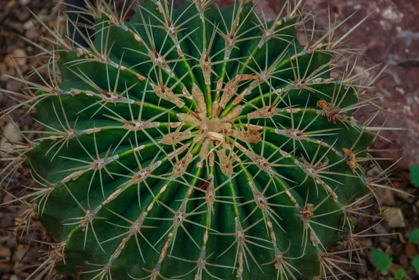 Cactus. Ferocactus histrix no jardim, fundo em scr completo — Fotografia de Stock