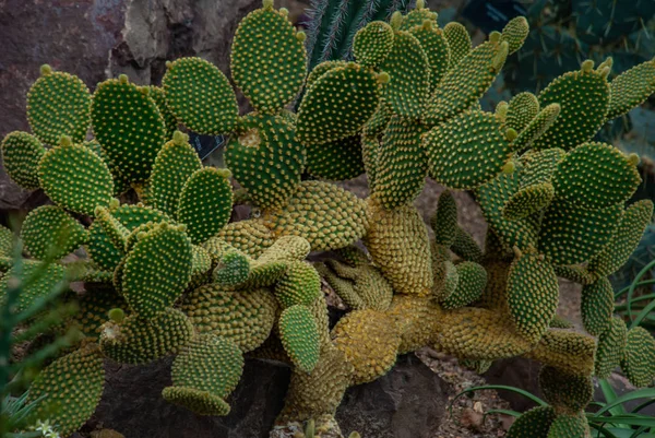 Cactus o planta de oreja de conejo, opuntia microdasys, familia cactaceae . — Foto de Stock