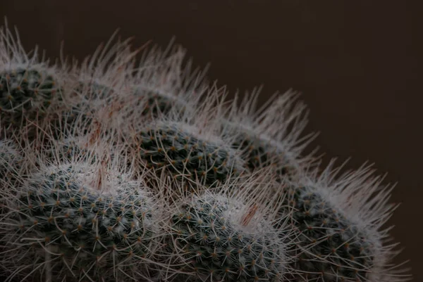 Close-up of Mammillaria cactus plant (Mammillaria geminispina) i — Stock Photo, Image