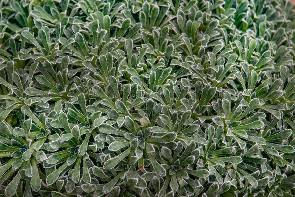 Saxifraga paniculata ; saxifrage alpin, saxifrage de White Mountain — Photo