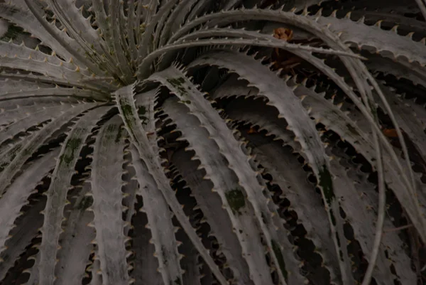 Közeli Guapilla (Hechtia argentea) natív zamatos növény f — Stock Fotó