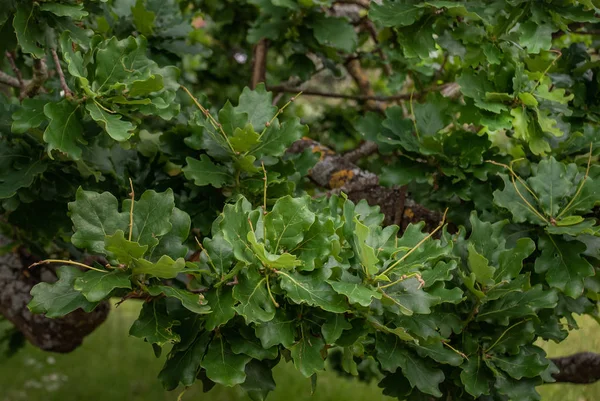 Fényesen zöld levelei tölgy "Quercus Robur" teljes virágzás termesztett — Stock Fotó