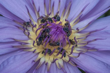 Güzel Lotus ve arılar Top View, Doğal mor lotus backg