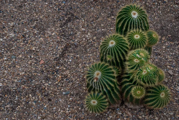 Parodia warasii cactus en el jardín botánico, Plantas áridas . — Foto de Stock