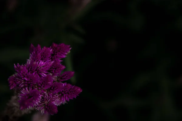 Roze celosia argentea bloem, algemeen bekend als de geplukte lullen — Stockfoto