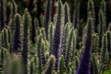 Kraliyet Mumları Veronica, Lupinus tarlası pembe mor ve mavi 