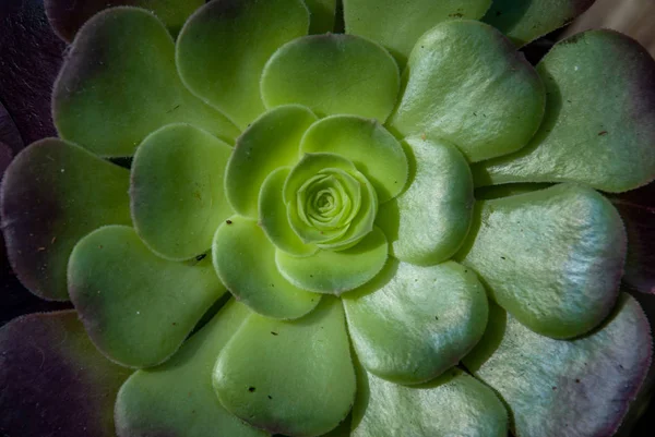 Közelkép a gyönyörű Aeonium arboreum, Fekete Aeonium egy botanikus — Stock Fotó