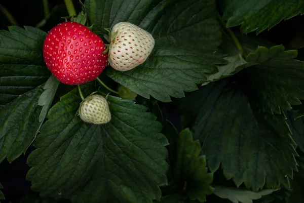 Strauch von frischen roten und weißen Erdbeeren, Erdbeerfrüchte in gro — Stockfoto