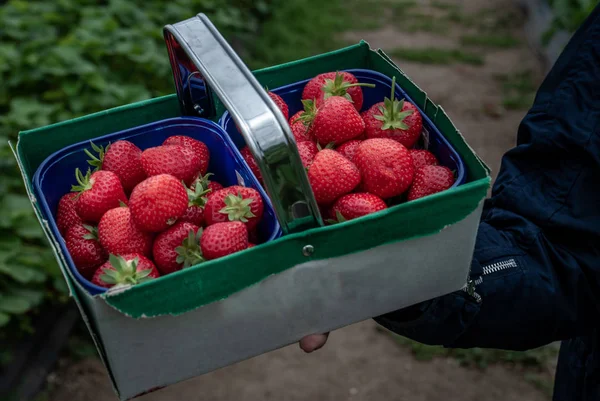 Die Schachtel mit den reifen Erdbeeren steht zwischen dem Erdbeerbusch — Stockfoto