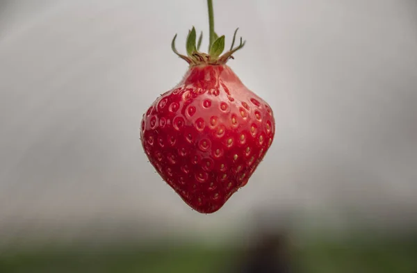 Frische reife Bio-Erdbeere am Ast, Gartenfrucht-Isolat — Stockfoto