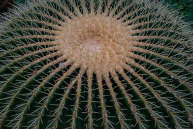 Altın varil kaktüs closeup görüntü (echinocactus grusonii) (E