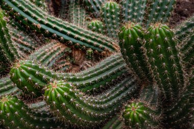 Botanik 'teki kaktüs deseni (Echinopsis thelegona Kaktüsü)
