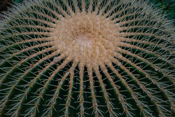 Крупним планом зображення золотої бочки кактуса (echinocactus grusonii) (E — стокове фото