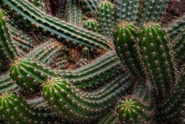 Patrón de cactus (Echinopsis thelegona Cacti) en el botánico — Foto de Stock