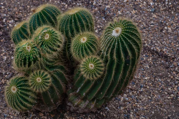 Parodia warasii cactus nell'orto botanico . — Foto Stock