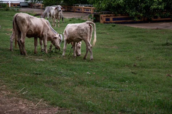 夏の晴れた日に畑の白い牛. — ストック写真