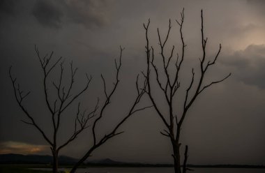 Akşamları gökyüzü arkaplanı olan ölü ağaç.