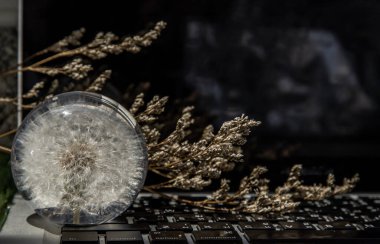 Crepis foetida çiçeği dizüstü bilgisayar klavyesinde cam kağıt ağırlığında. Teknoloji ve Doğa arasındaki entegrasyon kavramı. Seçici odak.
