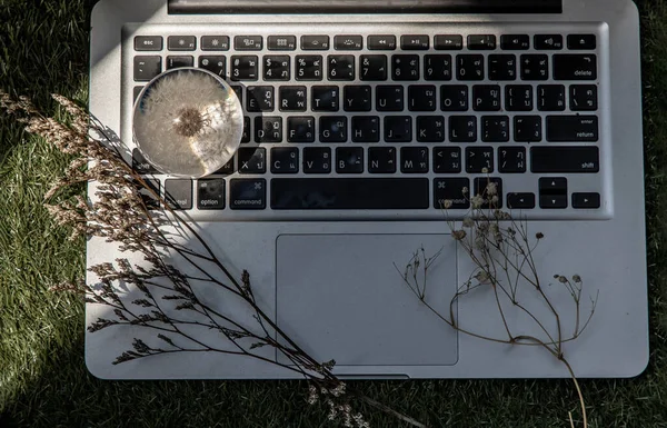 Crepis Foetida Blume Briefbeschwerer Aus Glas Auf Der Laptop Tastatur — Stockfoto