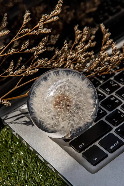 Crepis Foetida Blume Briefbeschwerer Aus Glas Auf Der Laptop Tastatur — Stockfoto