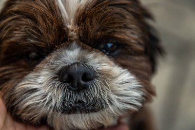 Sevgili Shih Tzu köpeğinin yakın çekimi.