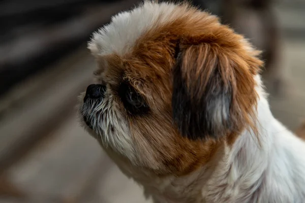 Primo Piano Bella Femmina Shih Tzu Cane — Foto Stock